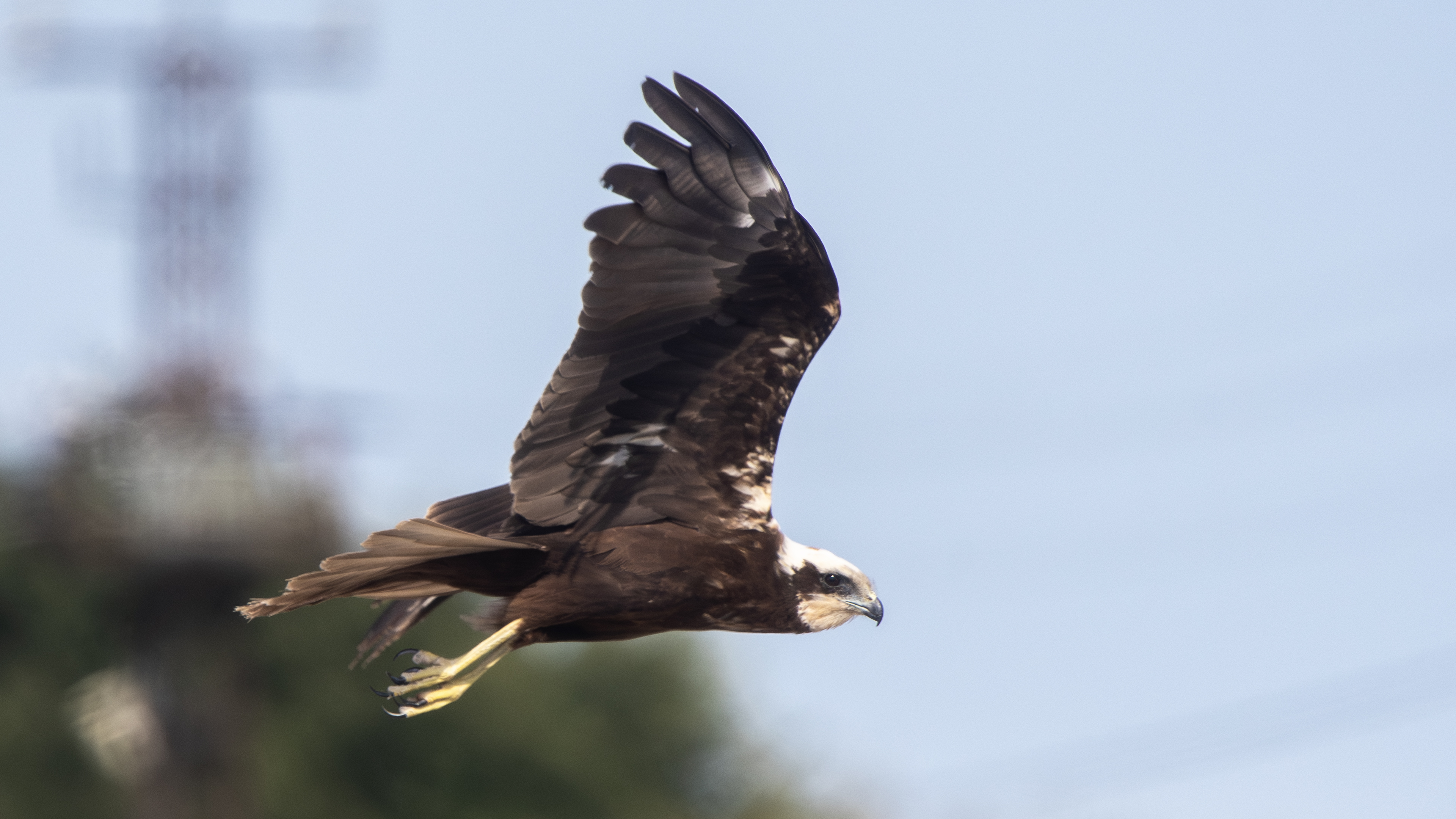 Eurasian Marsh-Harrier